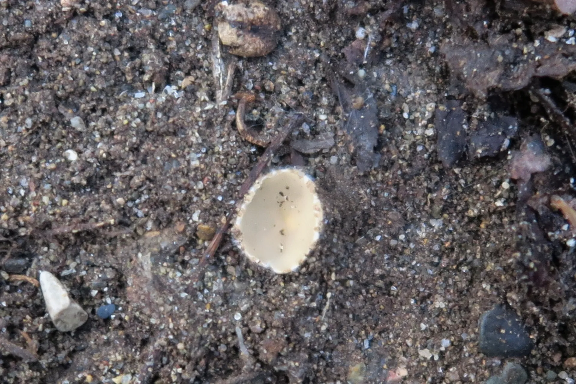 Tricharina ochroleuca - 1